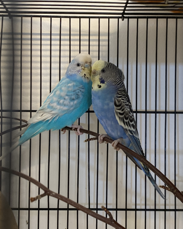 Pip