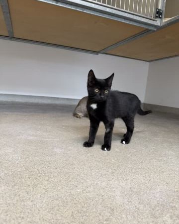 Salem