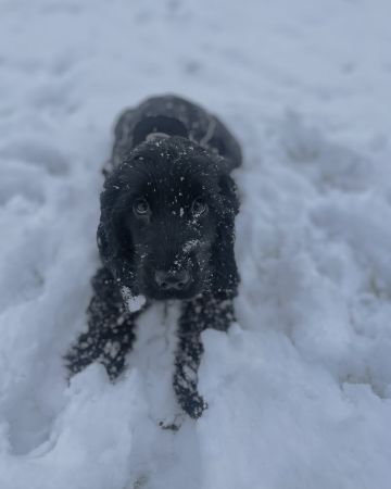 Ella