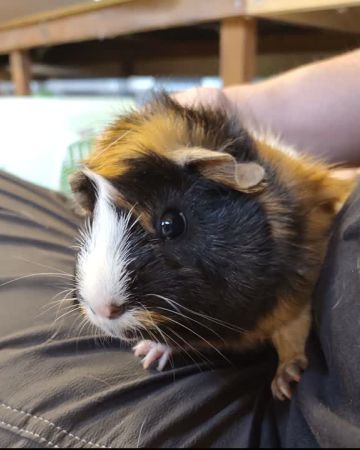 Hera