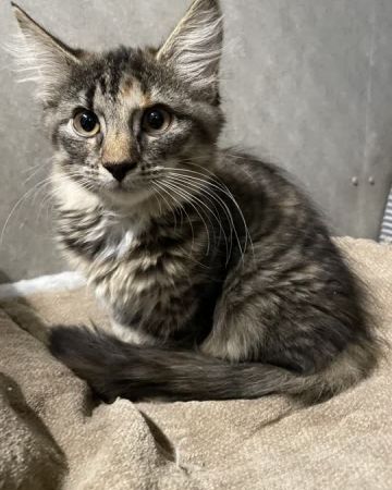 Fiona