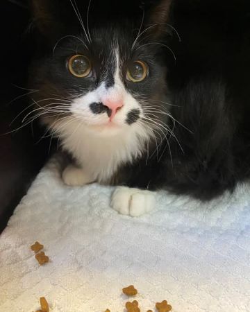 Milo