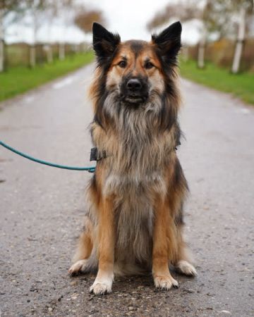 Baxter