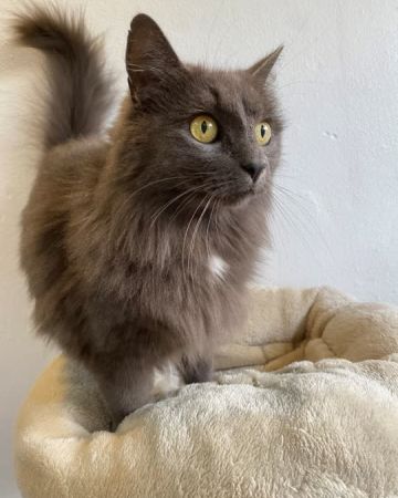 Mochi