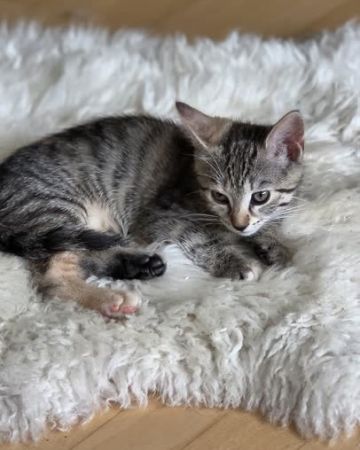 Ronja