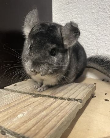 Fluf