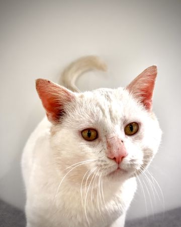 Boris