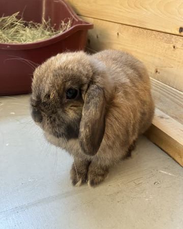Choko