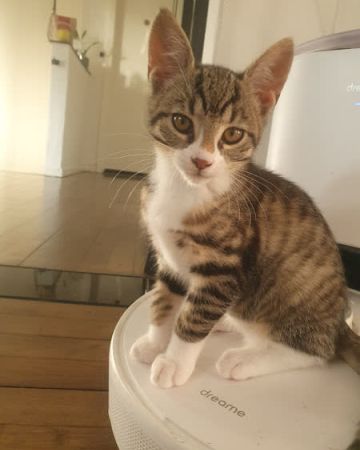 Ronja