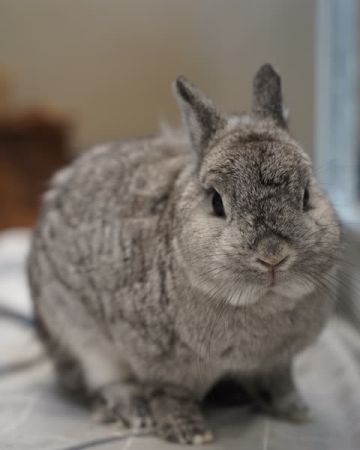 Pico