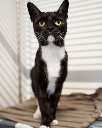 Ella