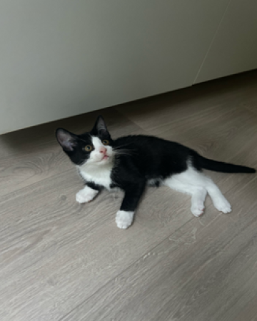 Leo
