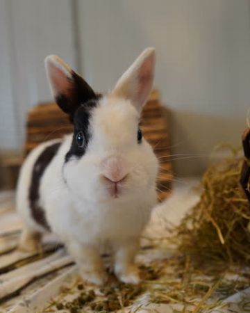 Benny