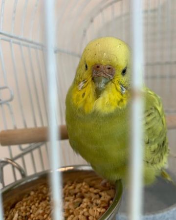 Pippi V2470