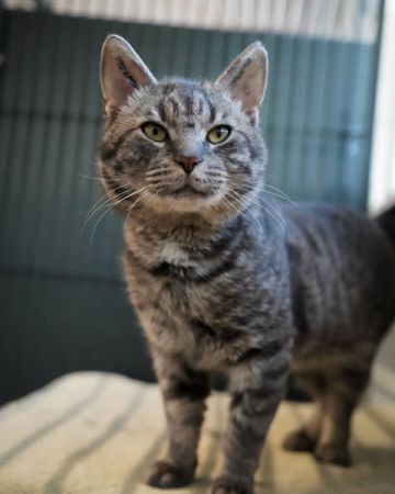 Theodor