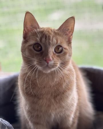 Vega