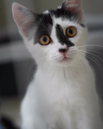 Ewalina