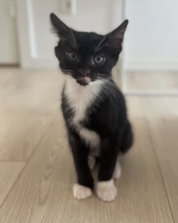Ferdinand