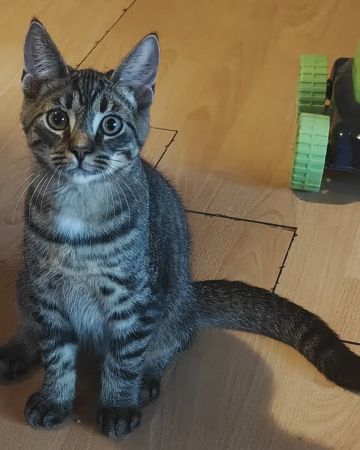 Simba