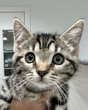 Luca