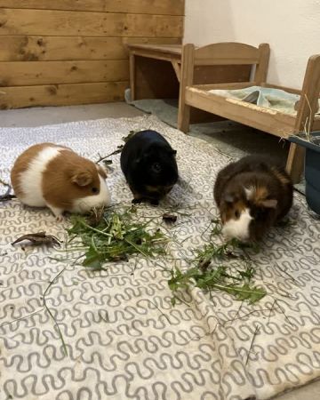 Dorthe, Pia og Theo