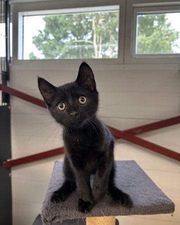 Nitro
