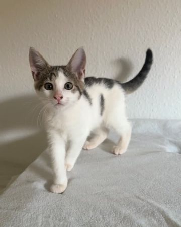Kurt