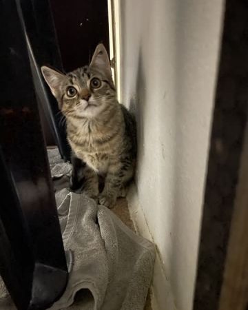 Gigi