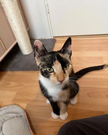 Macy