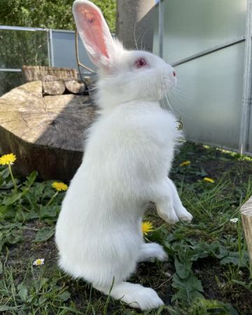 Nova