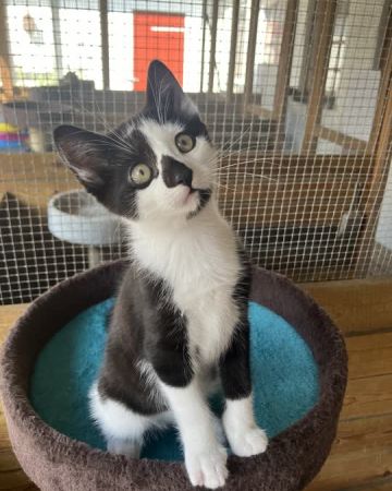 Domino