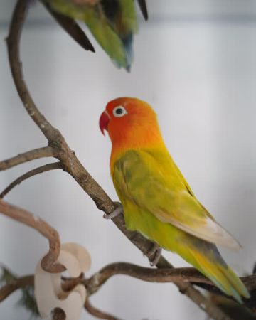 pipseline