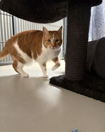 Dina