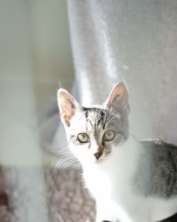 Isabella