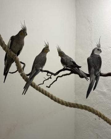 Ayla, Ibis, Aurora og Vidar