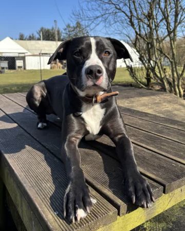 Odin