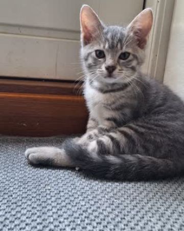 Misha