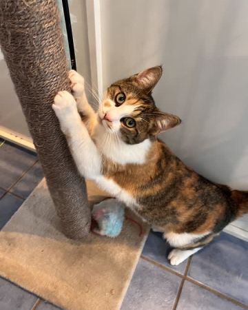 luna