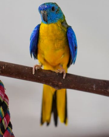 Skipper