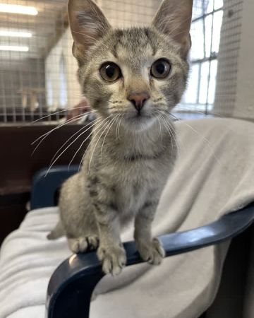 Simba