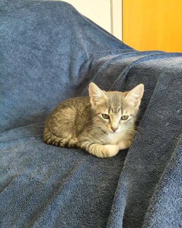 Smutter