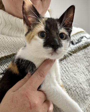 Coco