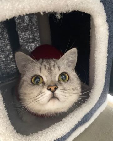 Elsa