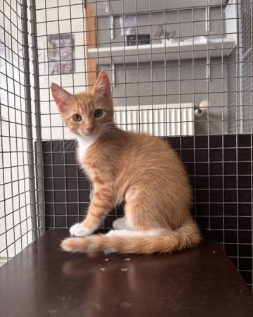 Simba