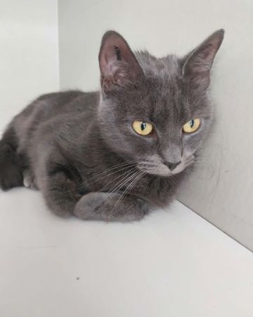 Ella