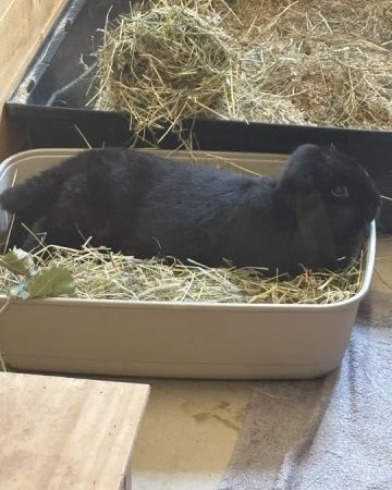 Lulu