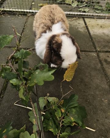 Milka