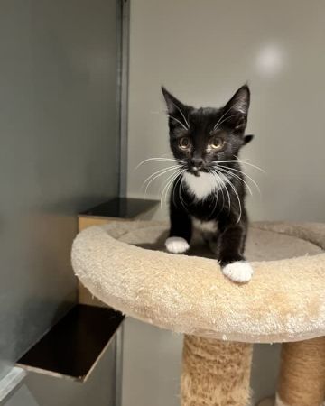 Artemis