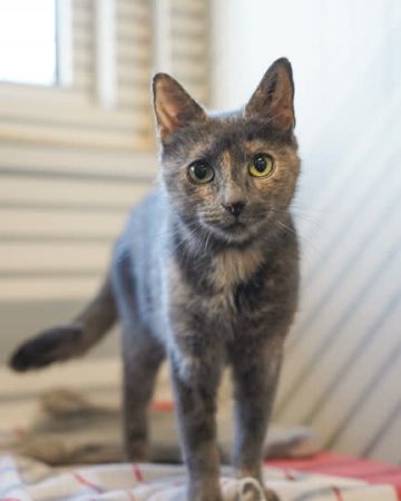 Bella