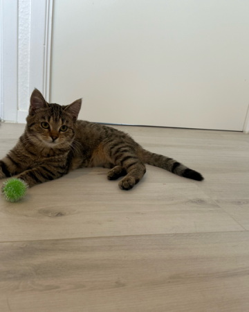 Nala